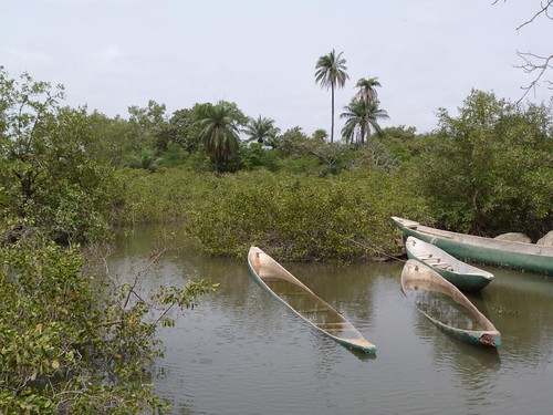 Makasutu mangroves (Gambia)
