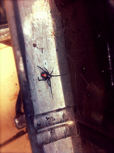 Redback comes to the party