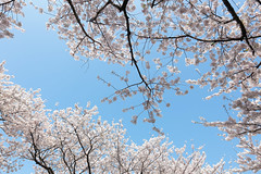 Cherry Blossoms in Jeju (Pam)