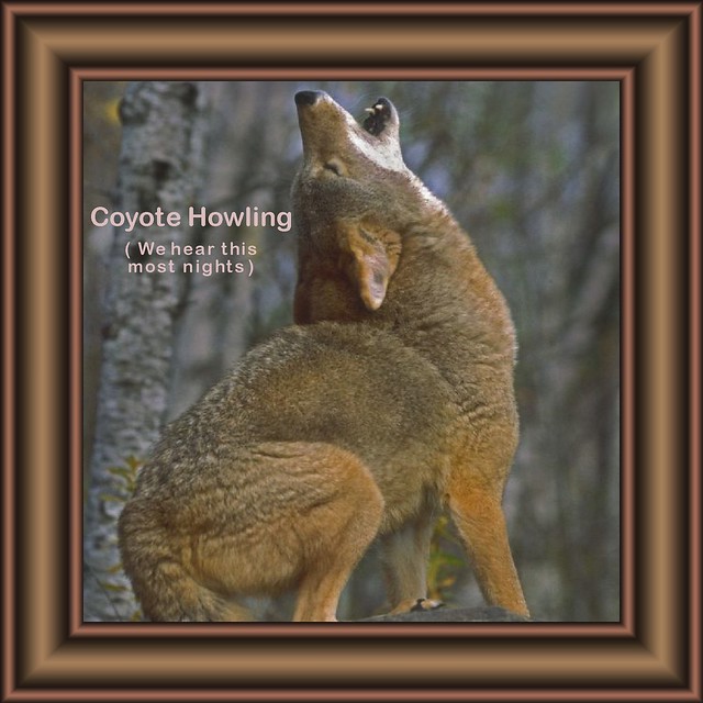 Coyote_Howling