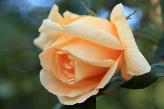 Orange rose of Orange