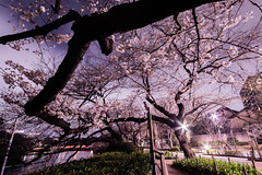 桜 - cherry blossom