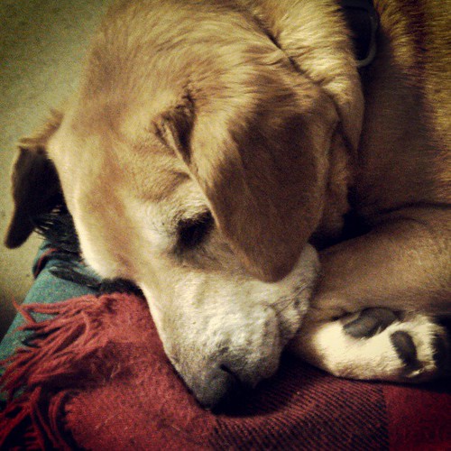 Sleepy girl #naptime #rescue #adoptdontshop #dogstagram #houndmix #love