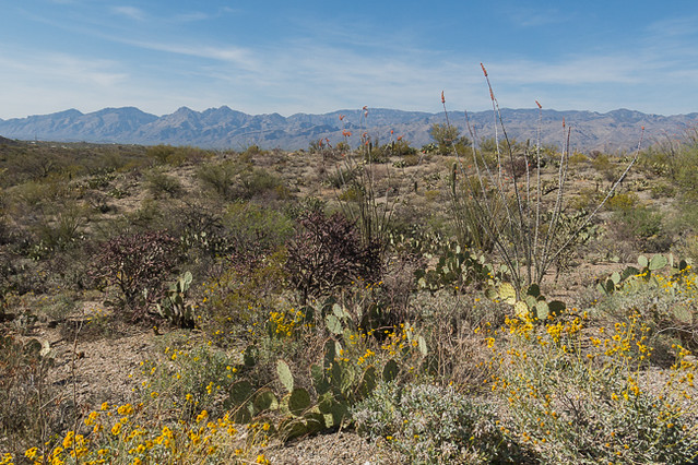 Sonoran Desert, Saguaro National Park