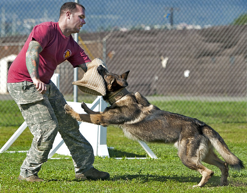 A military police working dog attacks.