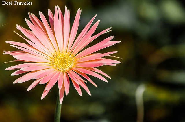 pink flower at Botanical garden kondapur