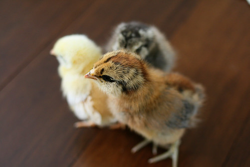chicks4