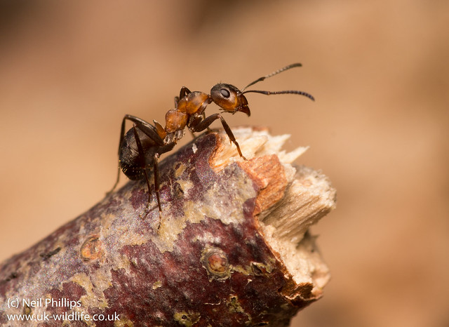 wood ant Formica rufa-5