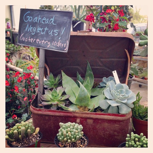 Succulents Sign by dustypenny (Joy Ott)