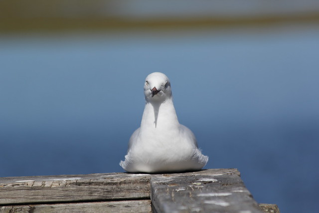 Silver Gull (seagull) Thanks M-L Araminta
