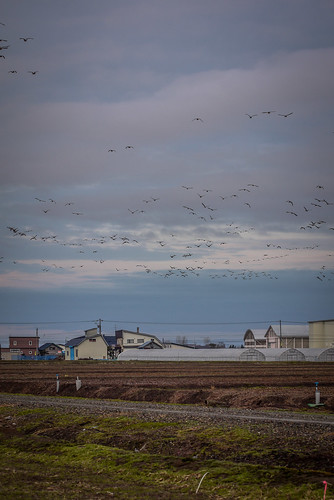 Migrating geese flying over farmland near Miyajima-numa (Tsukigata Town, Hokkaido, Japan)