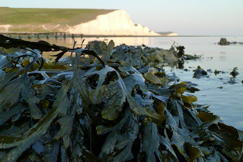 Sea weed at The Seven Sisters 