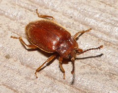 Beetles: Miscellaneous