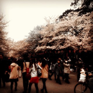 上野公園の桜 2013