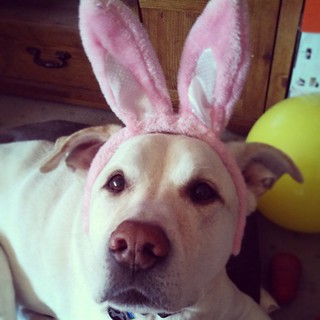 The great #easter #mutt Zeus #love #bigdog #labmix #dogstagram #happydog
