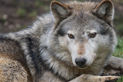 timber wolf - march 2013 by tom saunders (uk)1