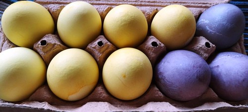 Eier mit Kurkuma und Holundersaft gefärbt