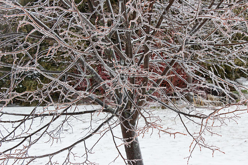 Ice Storm: Tree of Ice