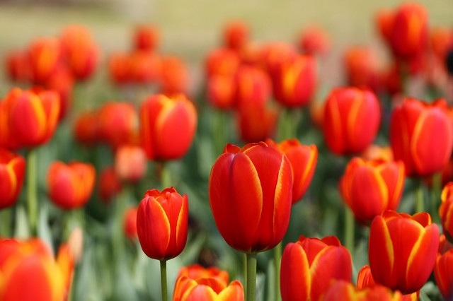 tulips, red, flower