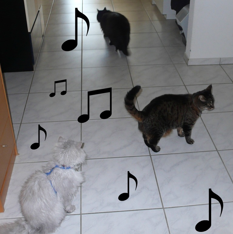3 cats with music