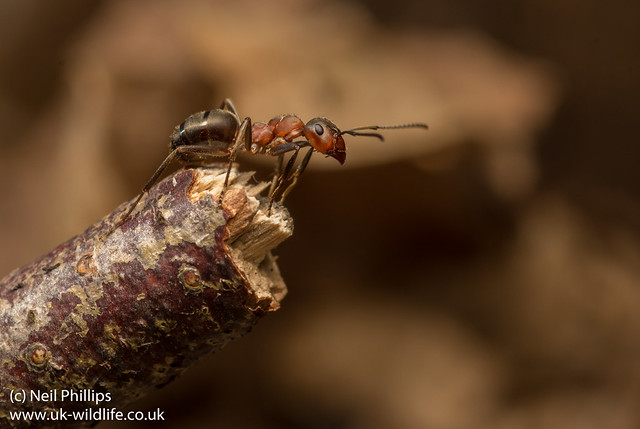 wood ant Formica rufa-4