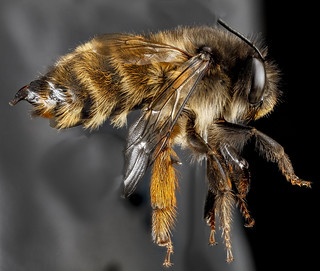 Anthophora plumipes, F, Right side, N.A_2013-04-19-14.20.59 ZS PMax
