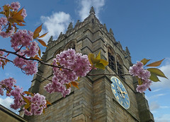 Blossom at Bradford Cathedral