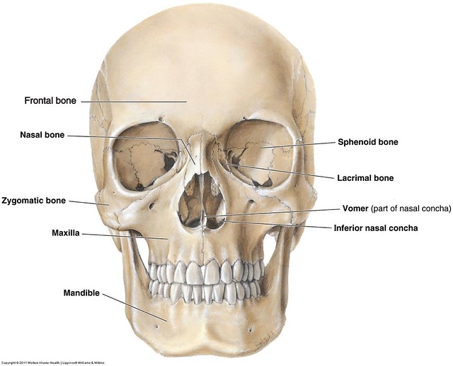 Facial Bones Pictures 31