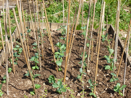 Broad beans are planted out
