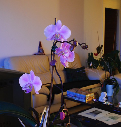 etxeko orkideak 2013 by txikita69