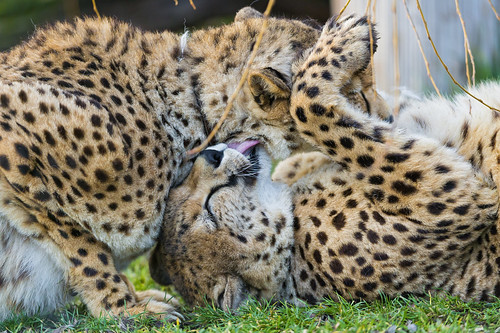 Male cheetahs having a good time together by Tambako the Jaguar