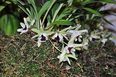 Akerne orchids