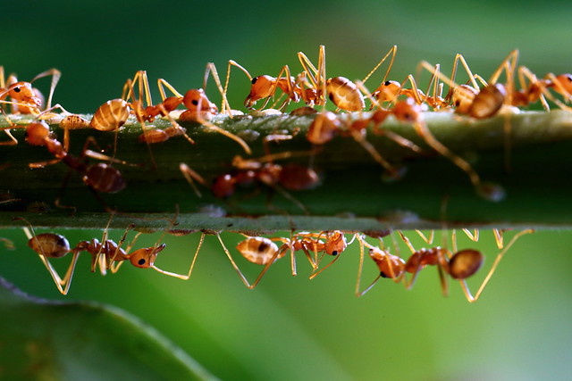 A Group Of Ants 17