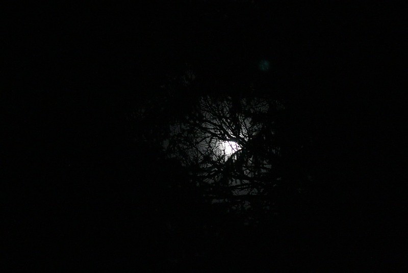 moon light softened by the clouds and through our tall trees