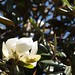 In the neighborhood…Magnolia grandiflora - 04