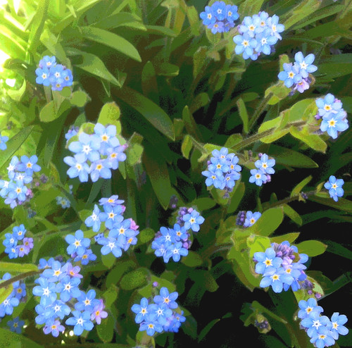 Forget Me Nots (Posterized Photo) by randubnick