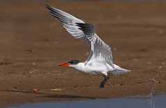 One Good Tern Deserves Another