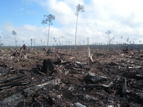 APP木材供應商所砍伐的雨林(圖片來源：EoF/WWF印尼分會)