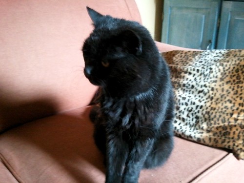 Pandora, a black British shorthair cat