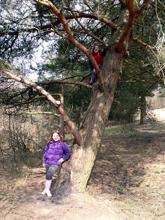 Georgia up a tree