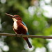 White Breasted Kingfisher - Bolgoda Lake - Sri Lanka