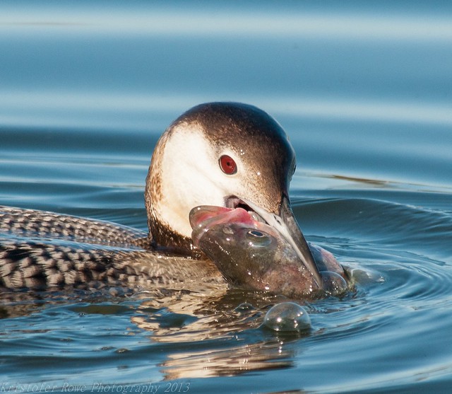 Red Throated Loon vs Striped Bass 1