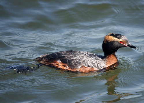 Horned Grebe by Mike's Birds