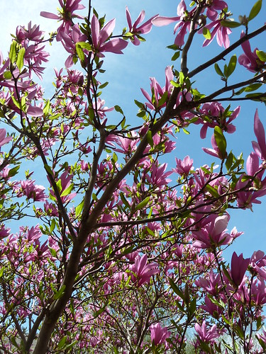 Wheaton, IL, Pink Magnolia Flowers