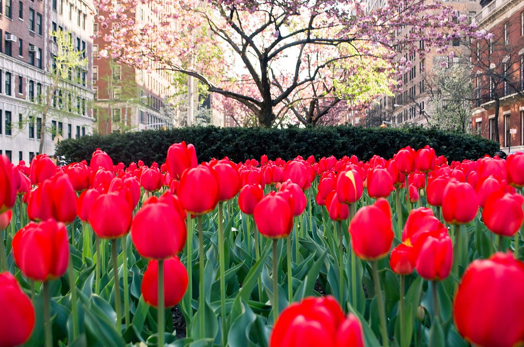 Red tulips on park avenue 20130427-DSC_2921.jpg