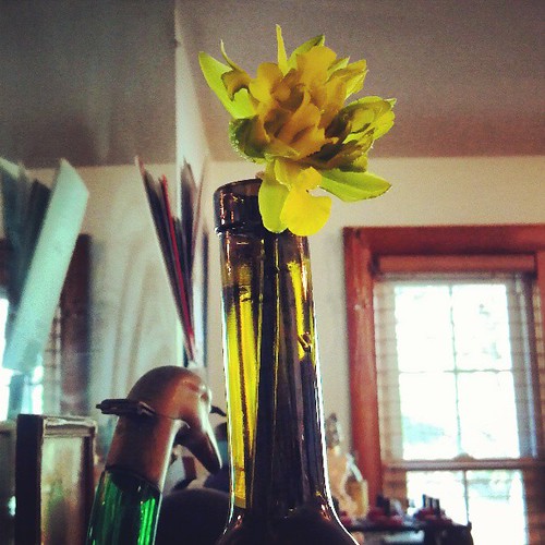 This weird daffodil grows every year.