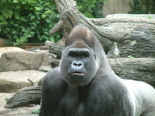 Jomo, Cincinnati Zoo. by Sunshine Gorilla