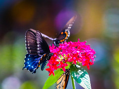 Butterfly Schmetterling 蝴蝶  vlinder  나비  sommerfugl  hahai  バタフライ  papillon  mariposa