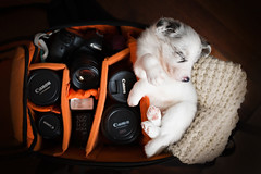 Puppies in camera bag!