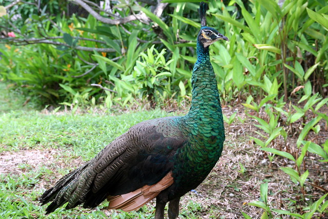 Peacocks are a signature sighting at the Sentosa Resort & Spa